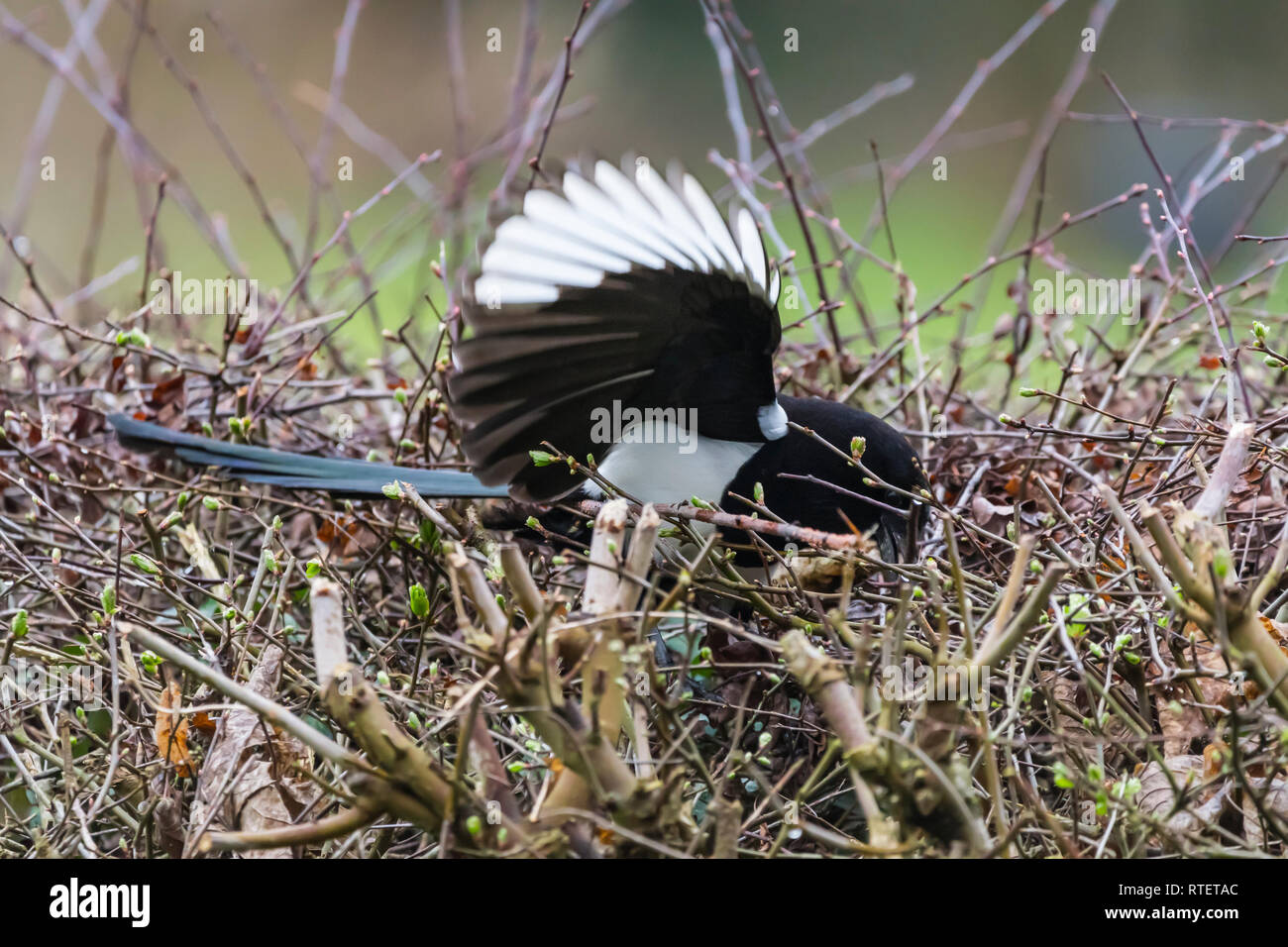 Eurasian Magpie (Pica Pica) herauf Zweige für ein Nest im Winter in West Sussex, UK. Stockfoto