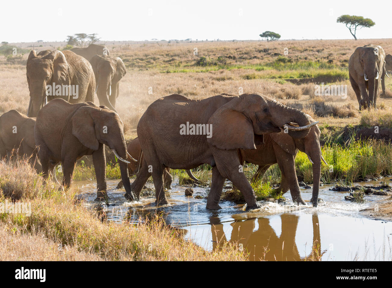 Eine kleine Gruppe von Elefanten zusammen gehen in einen Stream zu trinken, Lewa Wüste, Lewa Conservancy, Kenia, Afrika Stockfoto