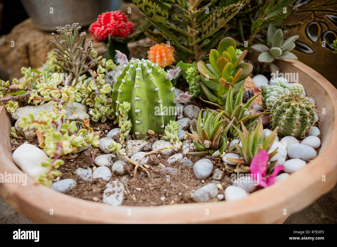 Gruppe von Kaktus im Topf. Viele Sukkulenten Blumen in Keramik Topf.  floralen hipster Muster. Sukkulenten und Kakteen. Home Garten mit Kakteen  und anderen Stockfotografie - Alamy