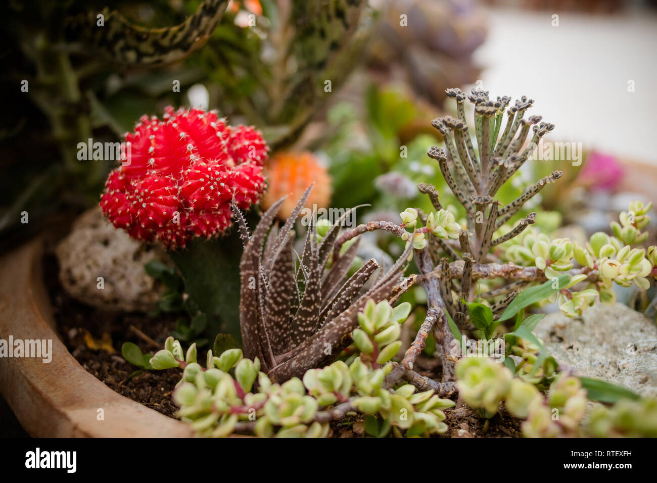 Gruppe von Kaktus im Topf. Viele Sukkulenten Blumen in Keramik Topf.  floralen hipster Muster. Sukkulenten und Kakteen. Home Garten mit Kakteen  und anderen Stockfotografie - Alamy