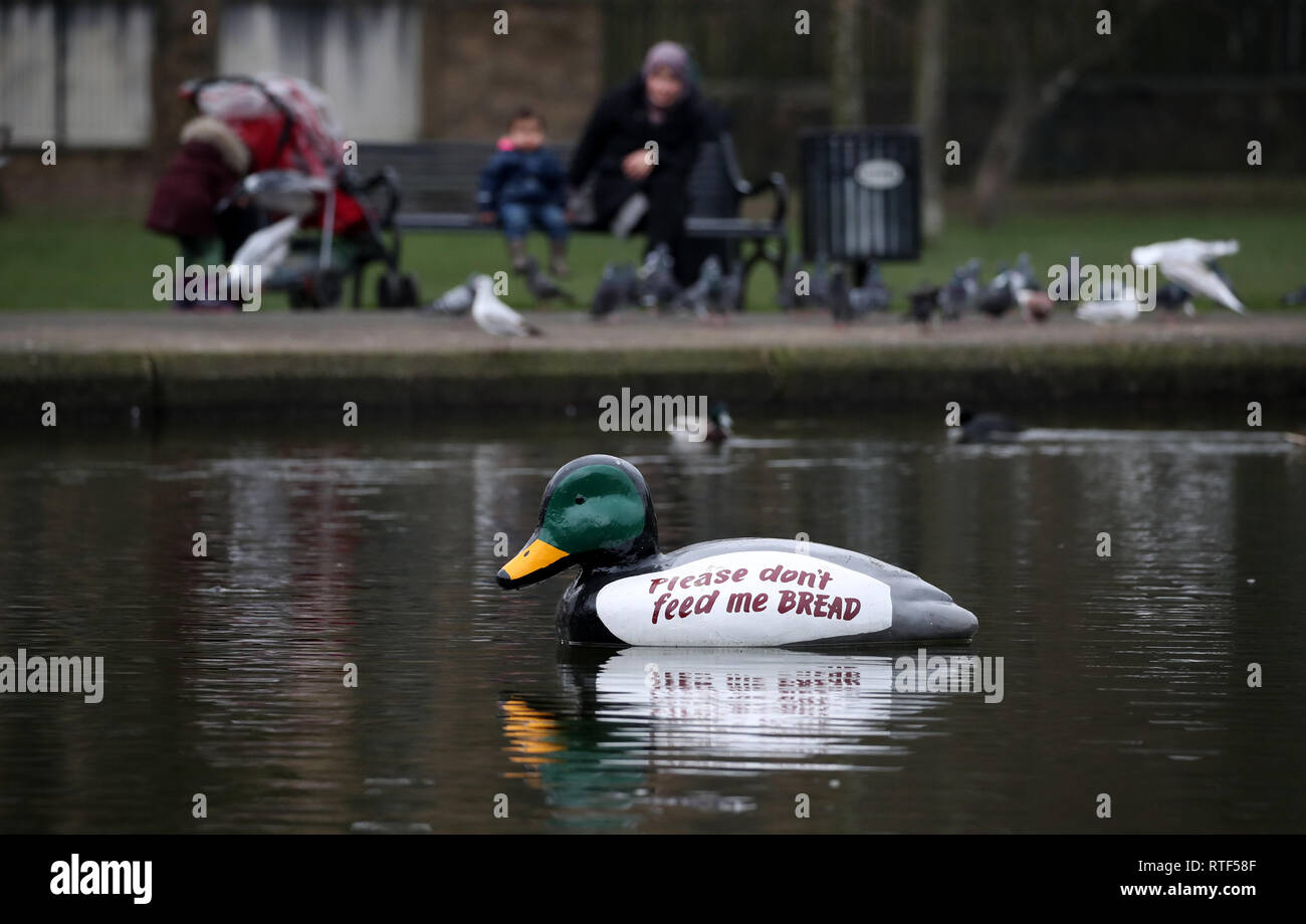 Riesige Kunststoff Enten haben in den Teich in Queens Park, Glasgow platziert worden, Menschen aus der Fütterung der Enten Brot zu verhindern. Stockfoto