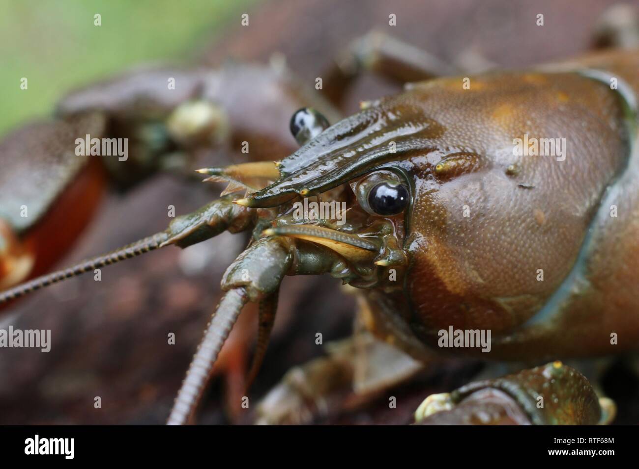 Makro Bild des invasiven Arten, das Signal Crayfish, Pacifastacus leniusculus Stockfoto