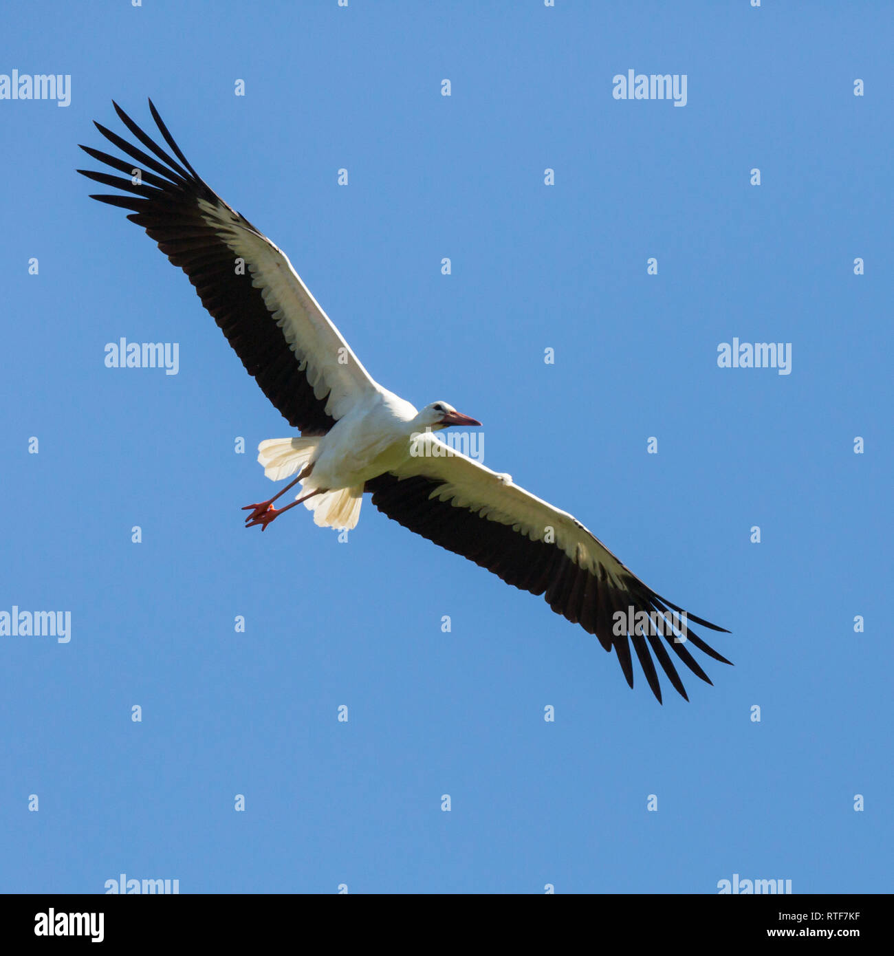 Portrait natürliche Weißstorch (Ciconia ciconia) im Flug, Flügeln, blauer Himmel Stockfoto