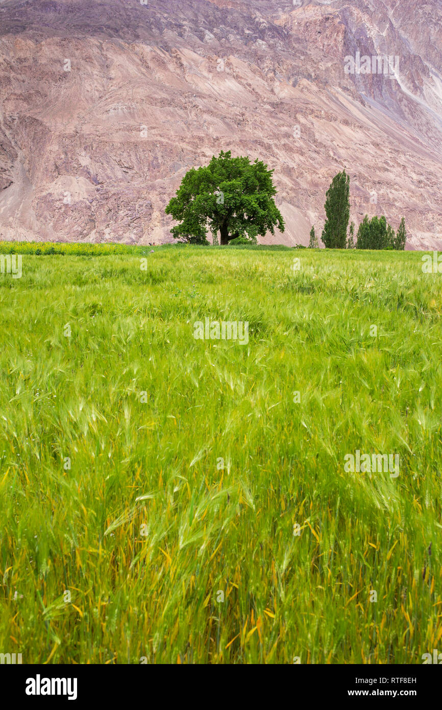 Single Tree auf dem Weizenfeld mit Berg Hintergrund Stockfoto