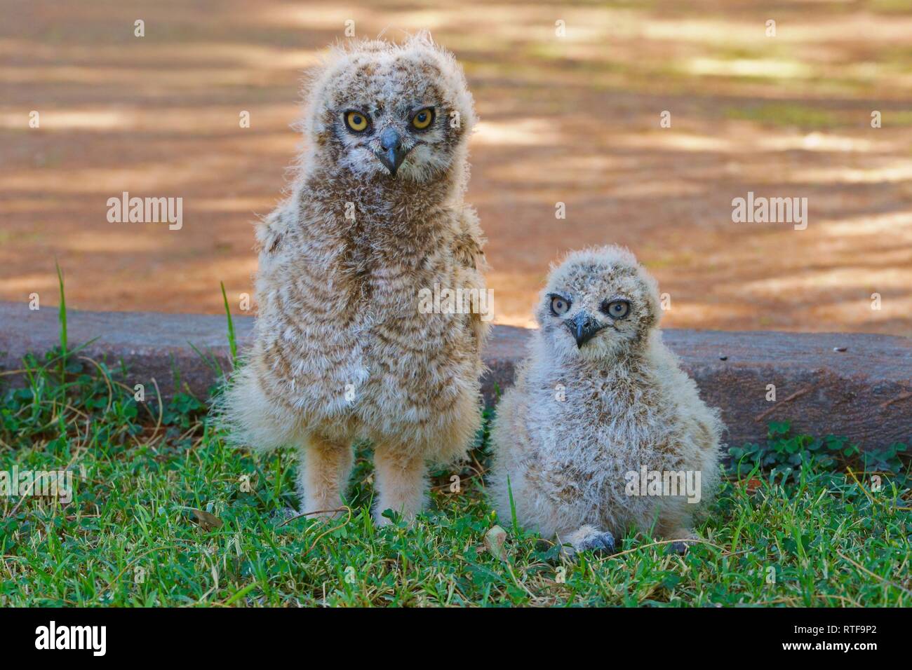 Kap Eagle-Owl (Bubo capensis), zwei junge Tiere auf dem Boden sitzend, Namibia Stockfoto