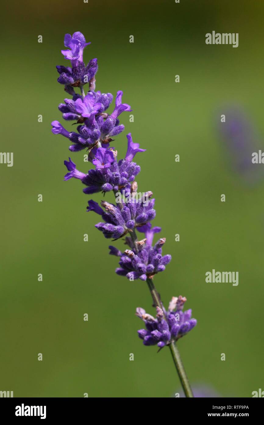 Lavendel (Lavandula angustifolia), Schleswig-Holstein, Deutschland Stockfoto