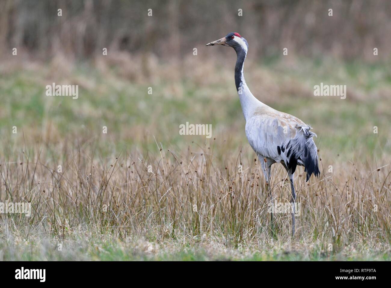 Kranich (Grus Grus), alte Tier auf einer nassen Wiese, Sachsen, Deutschland Stockfoto