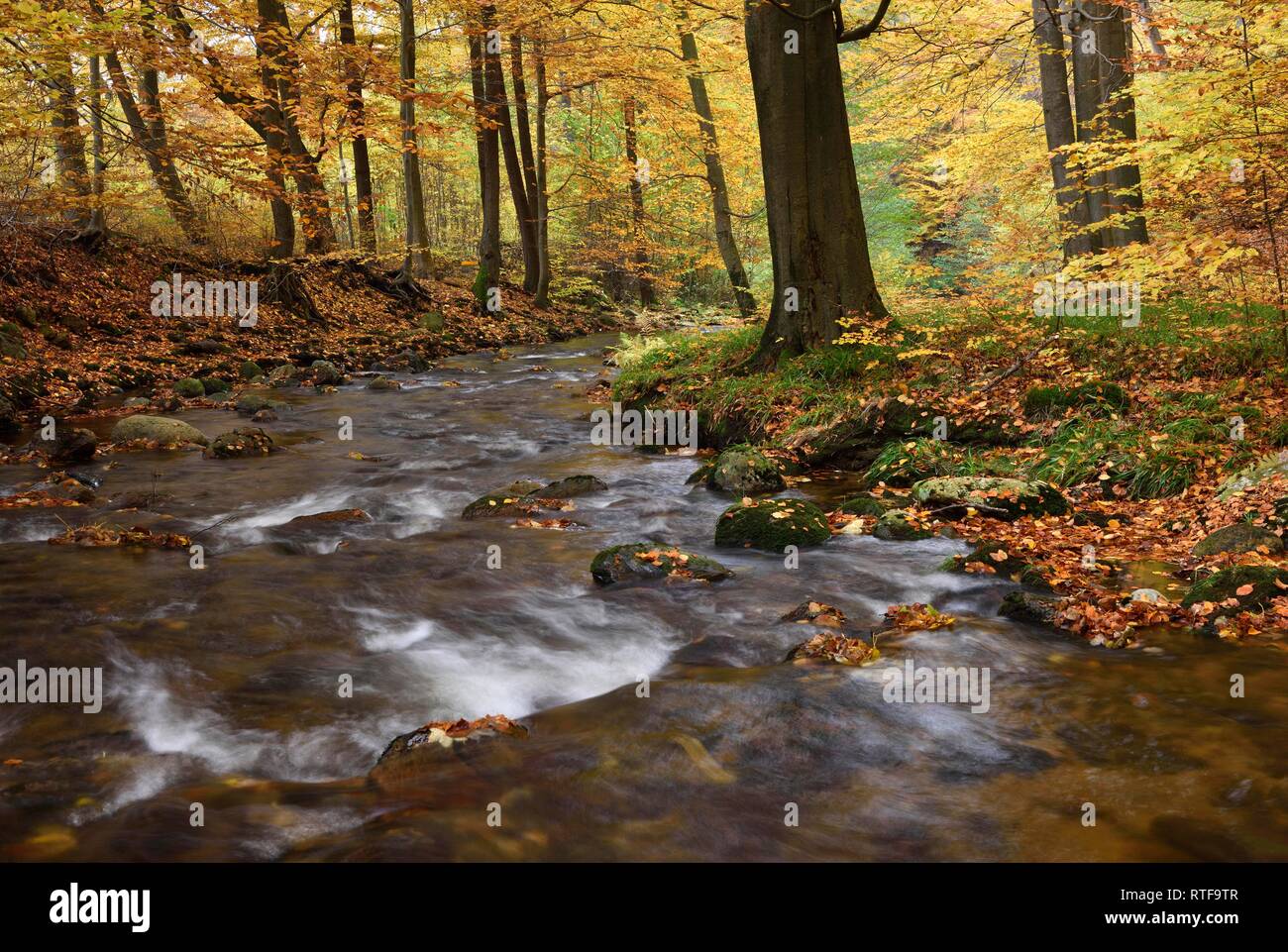 Mountain Creek Ilse fließt durch autumnally farbige Laubwälder, Harz, Sachsen-Anhalt, Deutschland Stockfoto