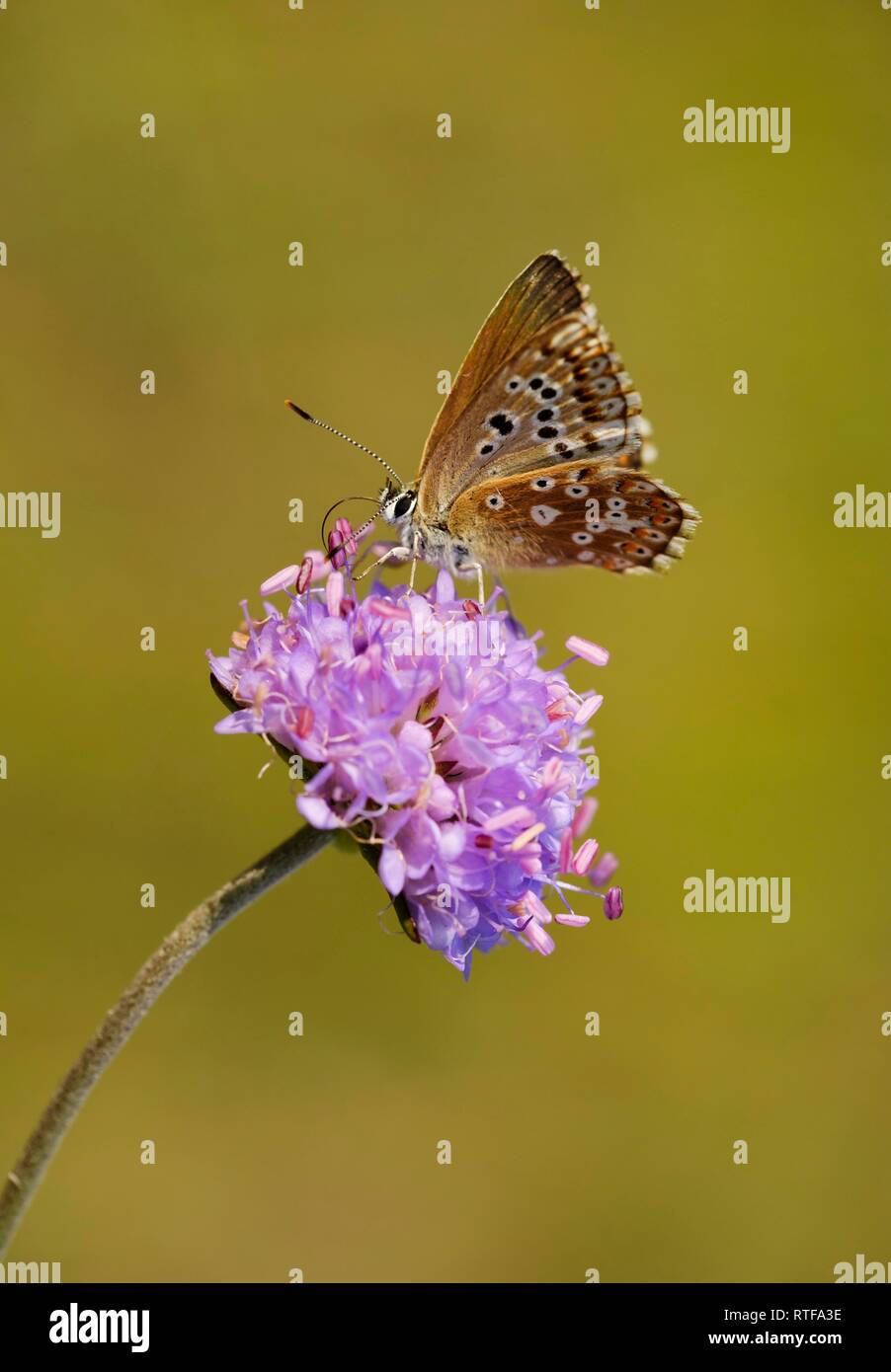 Adonis blau (Polyommatus bellargus), Weibchen auf Feld-witwenblume (Knautia arvensis), Naturschutzgebiet Isarauen, Oberbayern Stockfoto