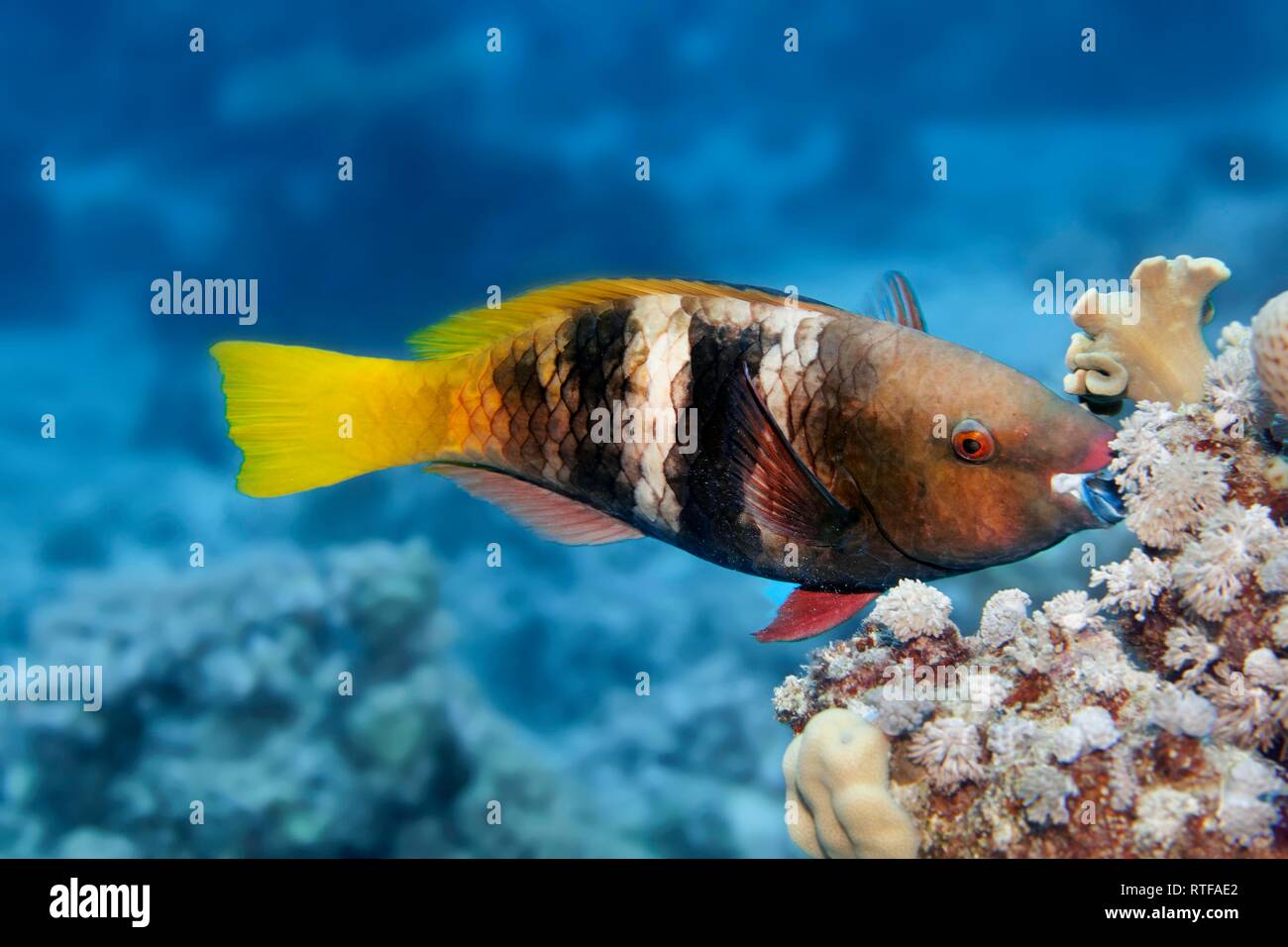 Rusty Papageienfisch (Scarus Art) Ernährung Coral, Rotes Meer, Ägypten Stockfoto