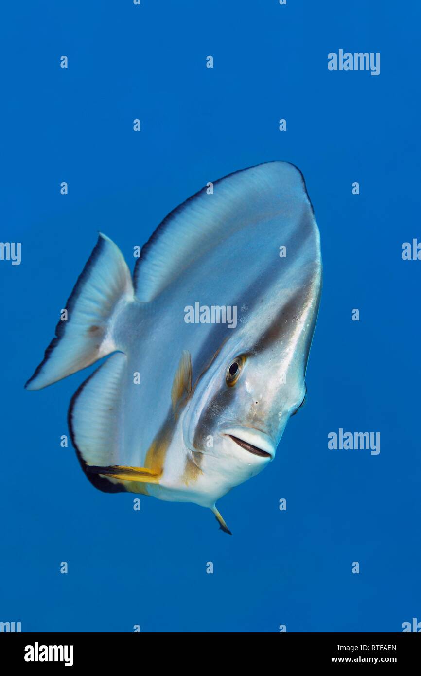 (Platax teira Longfin Batfish), Rotes Meer, Ägypten Stockfoto