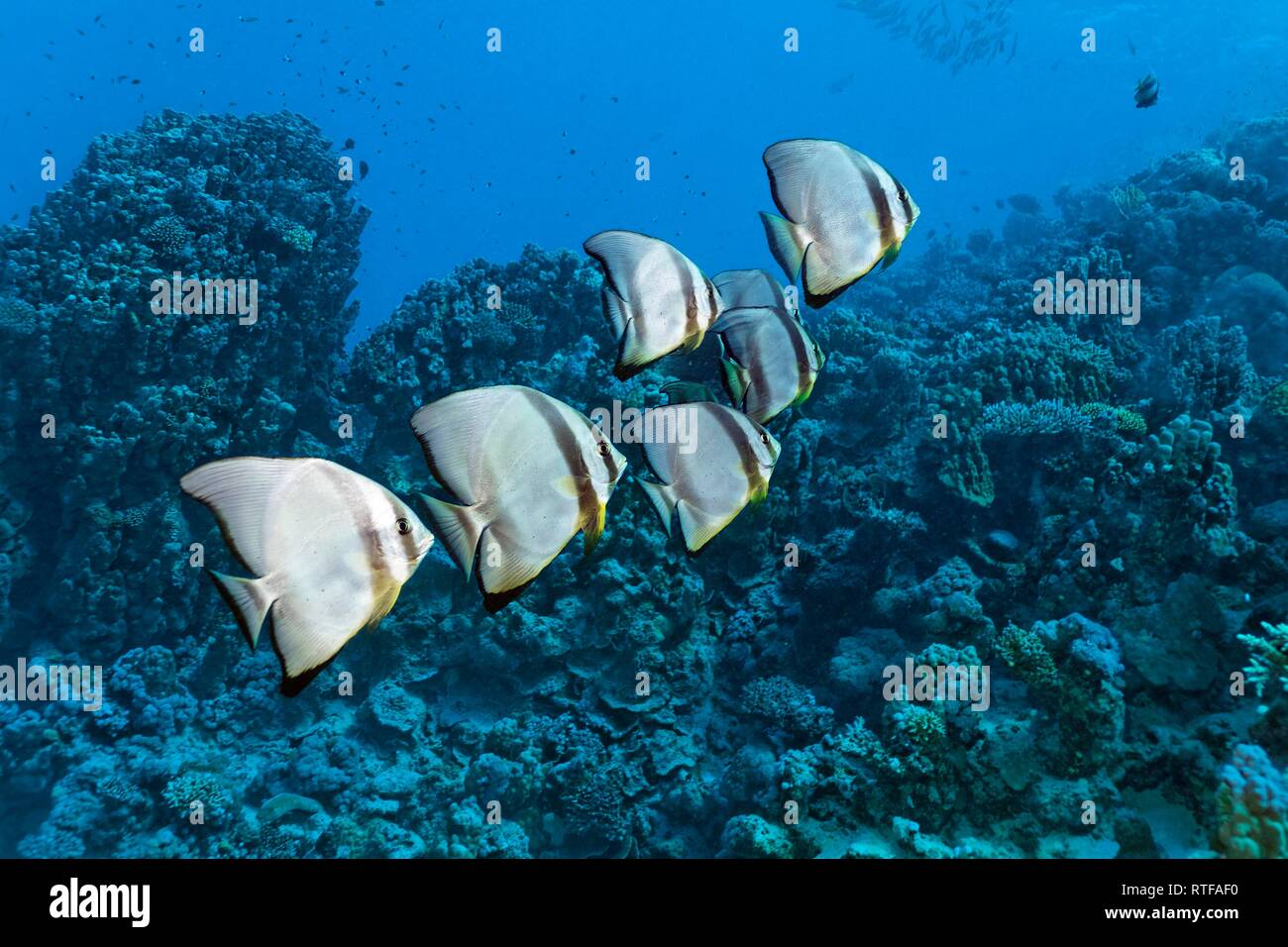 Kleinen Schwarm Fledermausfische (Platax teira Longfin) schwimmt über Coral Reef, Rotes Meer, Ägypten Stockfoto