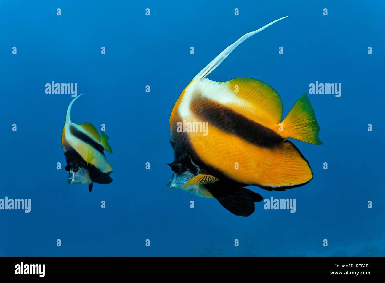 Rotes Meer bannerfishes (heniochus Intermedius) Schwimmen im offenen Meer, Rotes Meer, Ägypten Stockfoto