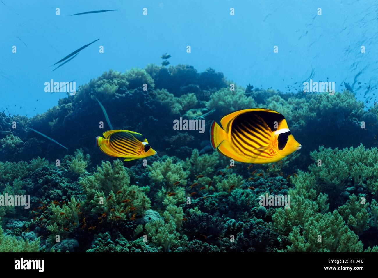 Diagonale Falterfische (Chaetodon fasciatus) schwimmt über Coral Reef, Rotes Meer, Ägypten Stockfoto