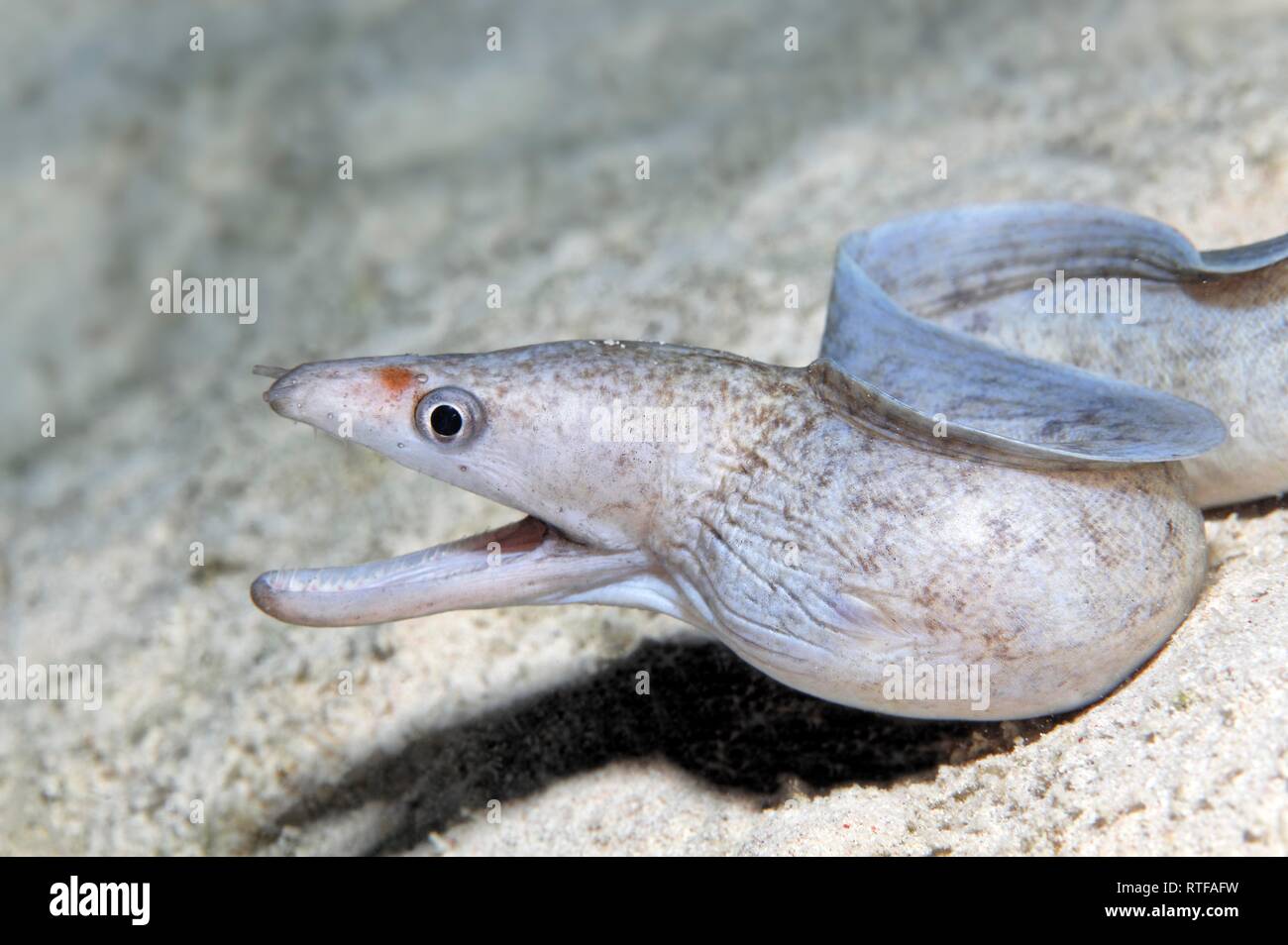 Gesperrt - fin Moray (Gymnothorax zonipectis) liegt auf sandigem Untergrund, Rotes Meer, Ägypten Stockfoto