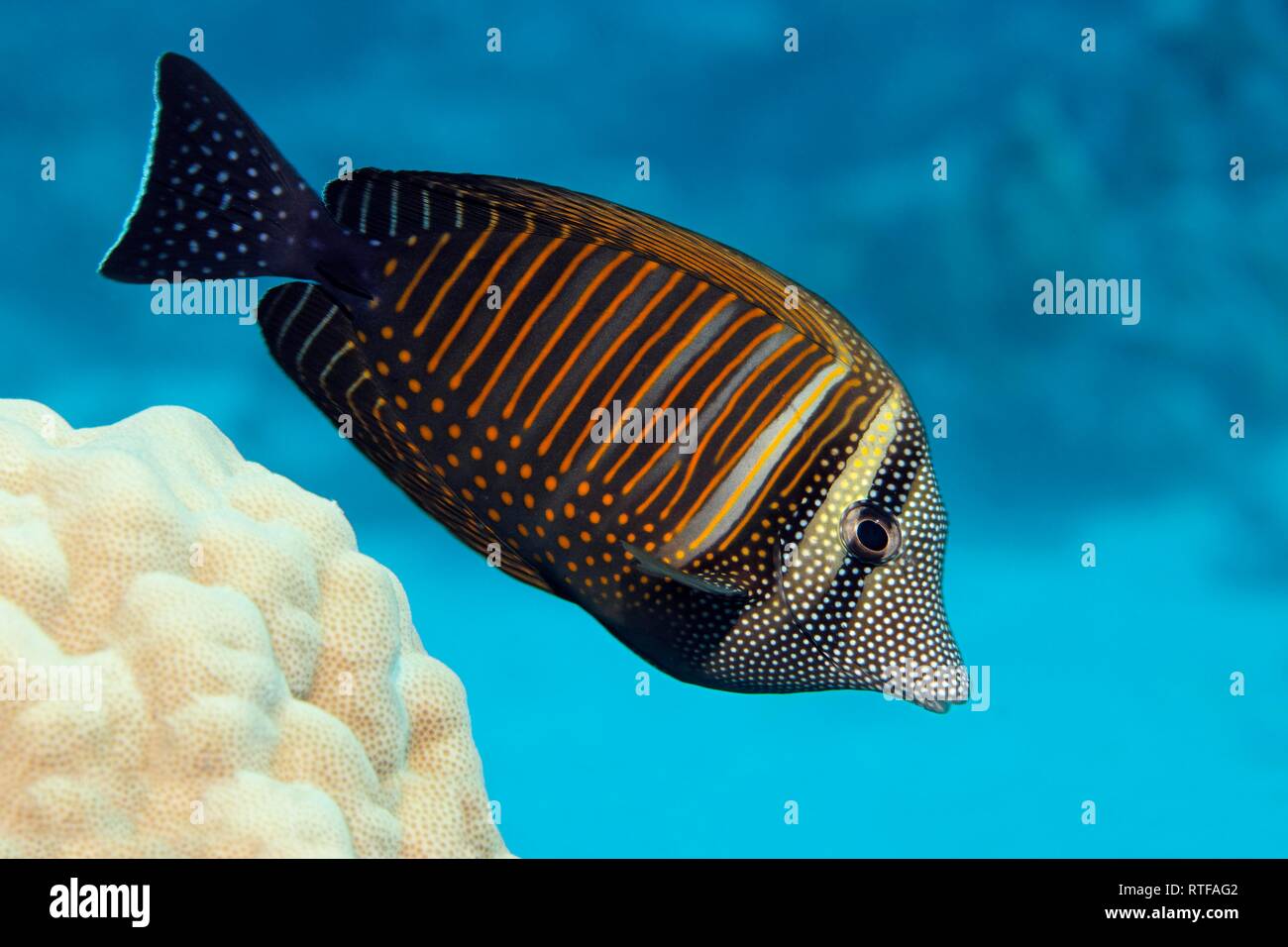 Der Desjardin sailfin Tang (Zebrasoma desjardinii) schwimmt über Coral Reef, Rotes Meer, Ägypten Stockfoto