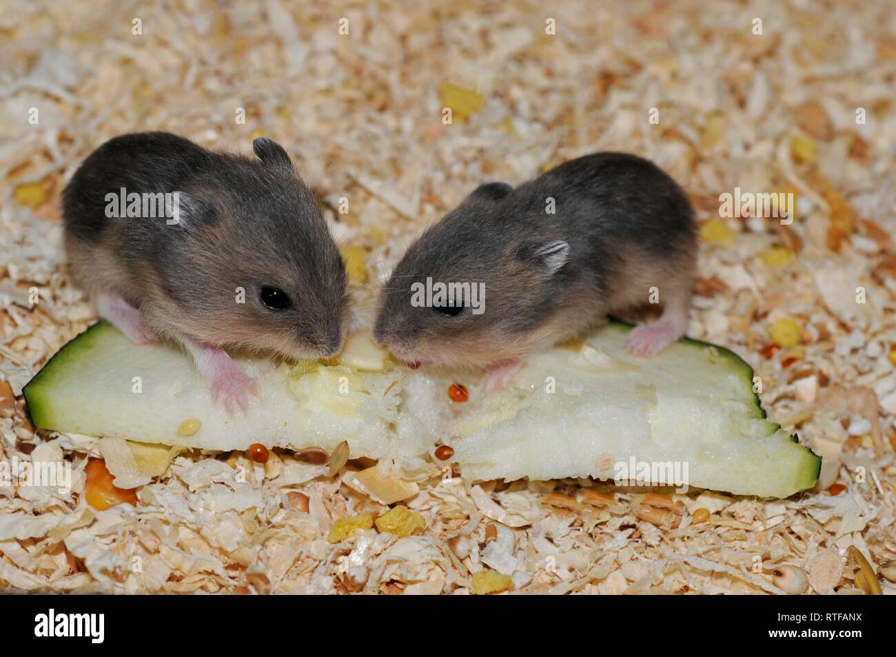 Dshungarischen Zwerghamster (Phodopus sungorus), Wilde farbige, junge Tiere, 2 Wochen Gurken Essen, Österreich Stockfoto