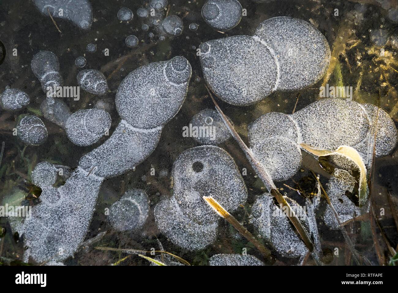 Gräser unter gefrorenen Pfütze, Strukturen in Eis, Hessen, Deutschland Stockfoto