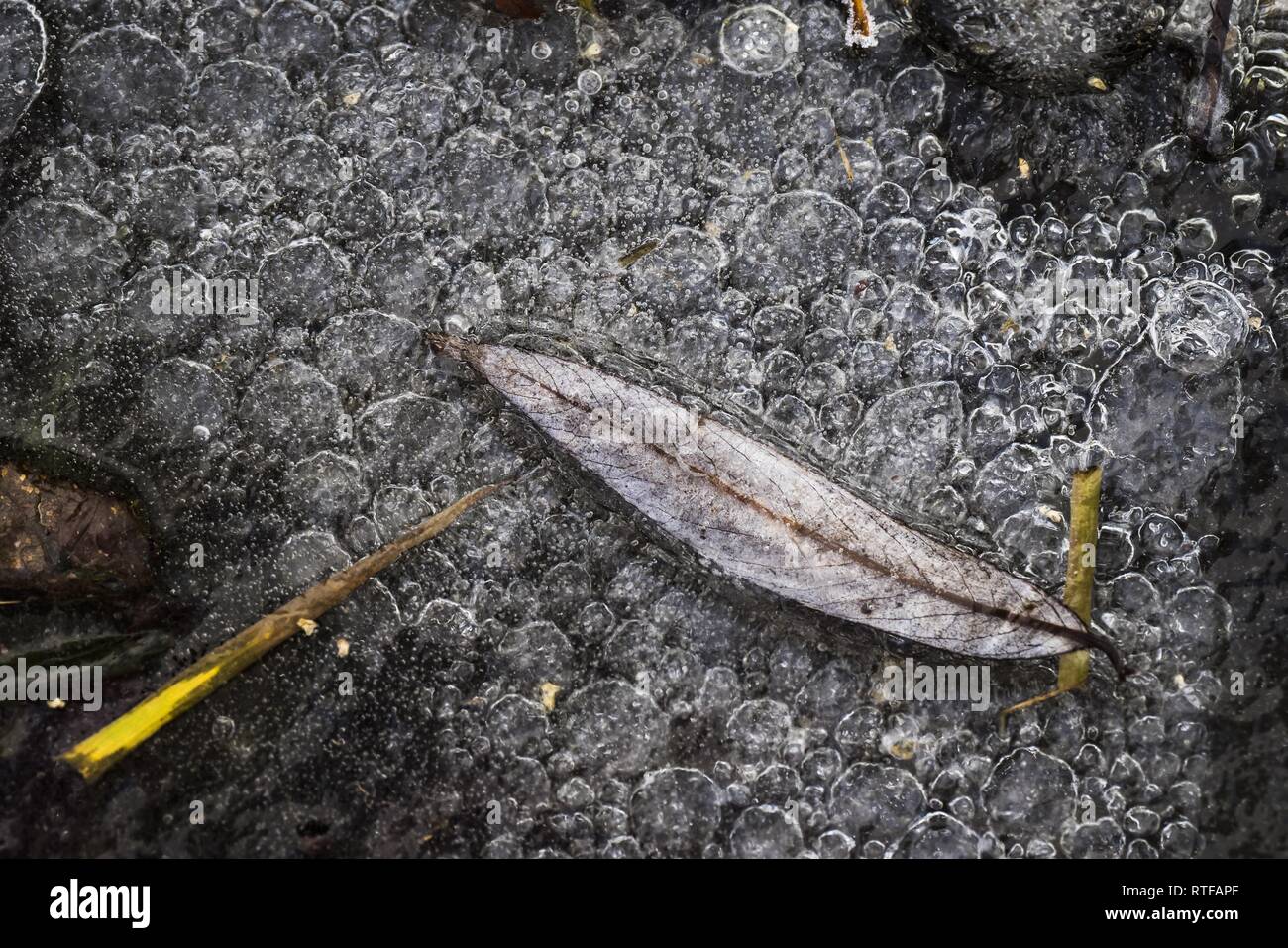 Willow leaf in gefrorenen Pfütze, Strukturen in Eis, Hessen, Deutschland Stockfoto