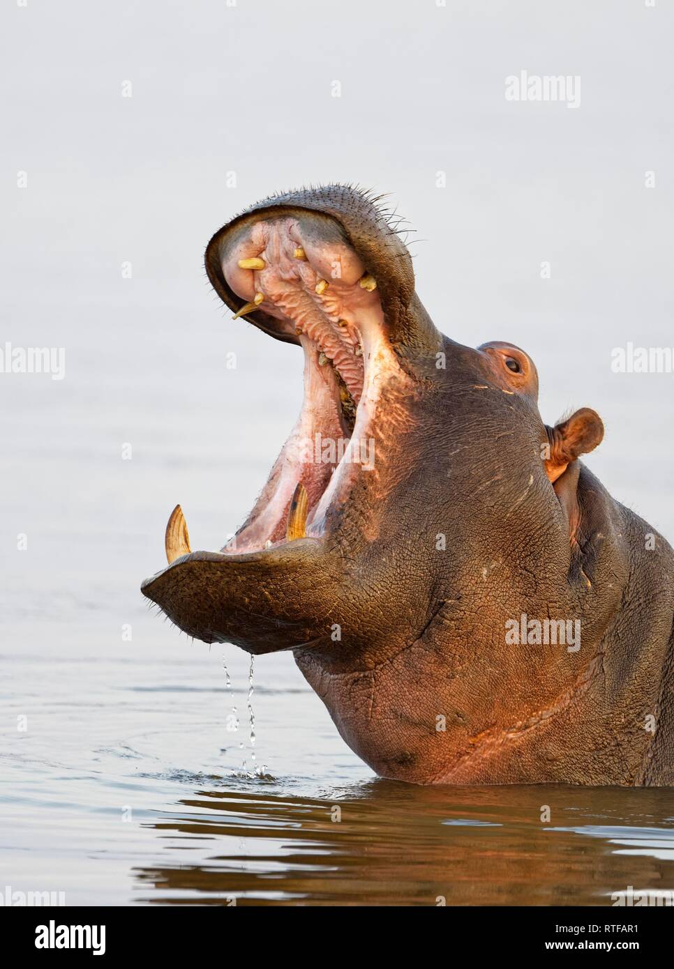 Flusspferd (Hippopotamus amphibius) in Wasser, Tier Portrait mit offenen Mund, KwaZulu-Natal, Südafrika Stockfoto