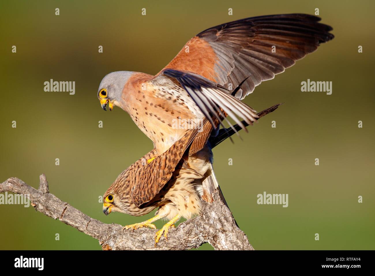 Weniger Turmfalken (Falco naumanni), Paarung, Paarung Saison, Spanien Stockfoto