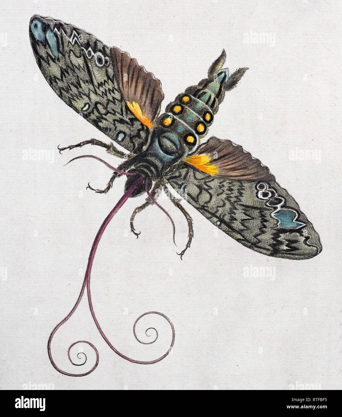 Owlet Moth (Noctuidae), handcolorierte Kupferstich von Maria Sybilla Merian von Metamorphosis insectorum Surinamensium, Stockfoto