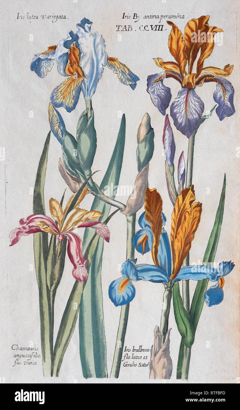 Platte mit verschiedenen Schwertlilien (Iris), handcolorierte Kupferstich von Matthäus Merian aus dem viridarium Reformatum von Michael Stockfoto