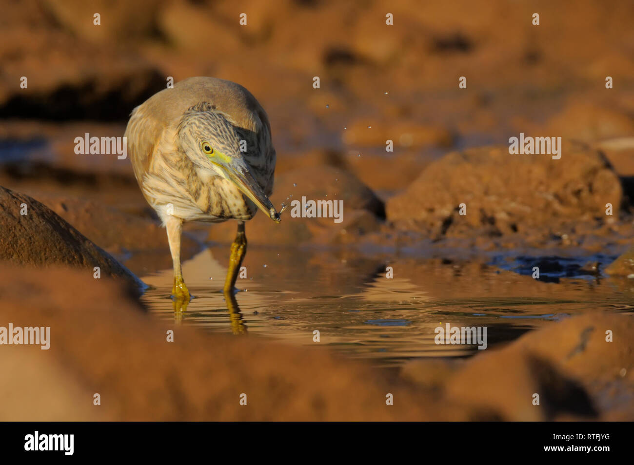 Squacco Heron - Papa-ratos Ardeola ralloides Stockfoto