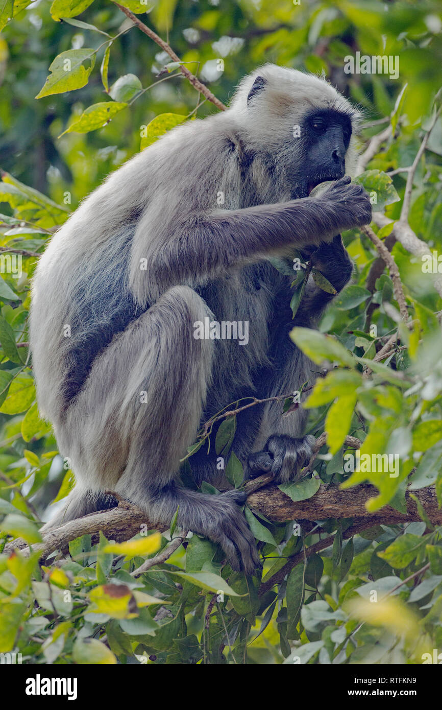 Grau, Grau oder Hanuman, oder Entellus Langur Semnopitheus (simia) Entellus. Die Betrachtung der ​Means der in einen Baum Frucht Fall brechen. Holding Obst mit Bekaempfbar Daumen und Finger. Stockfoto