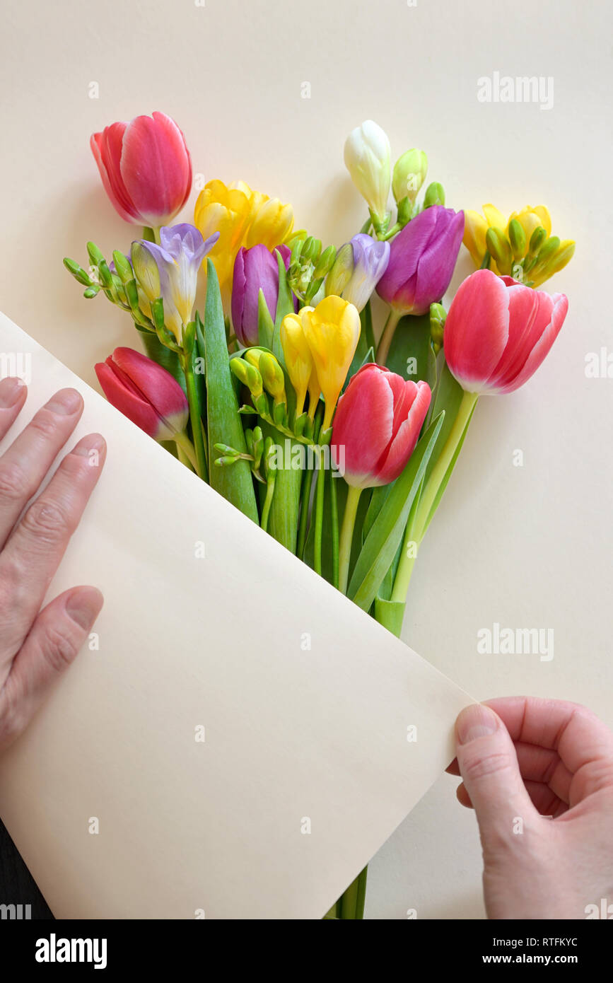 Hände und Blumensträuße von Tulpen und Freesie Blumen Stockfoto
