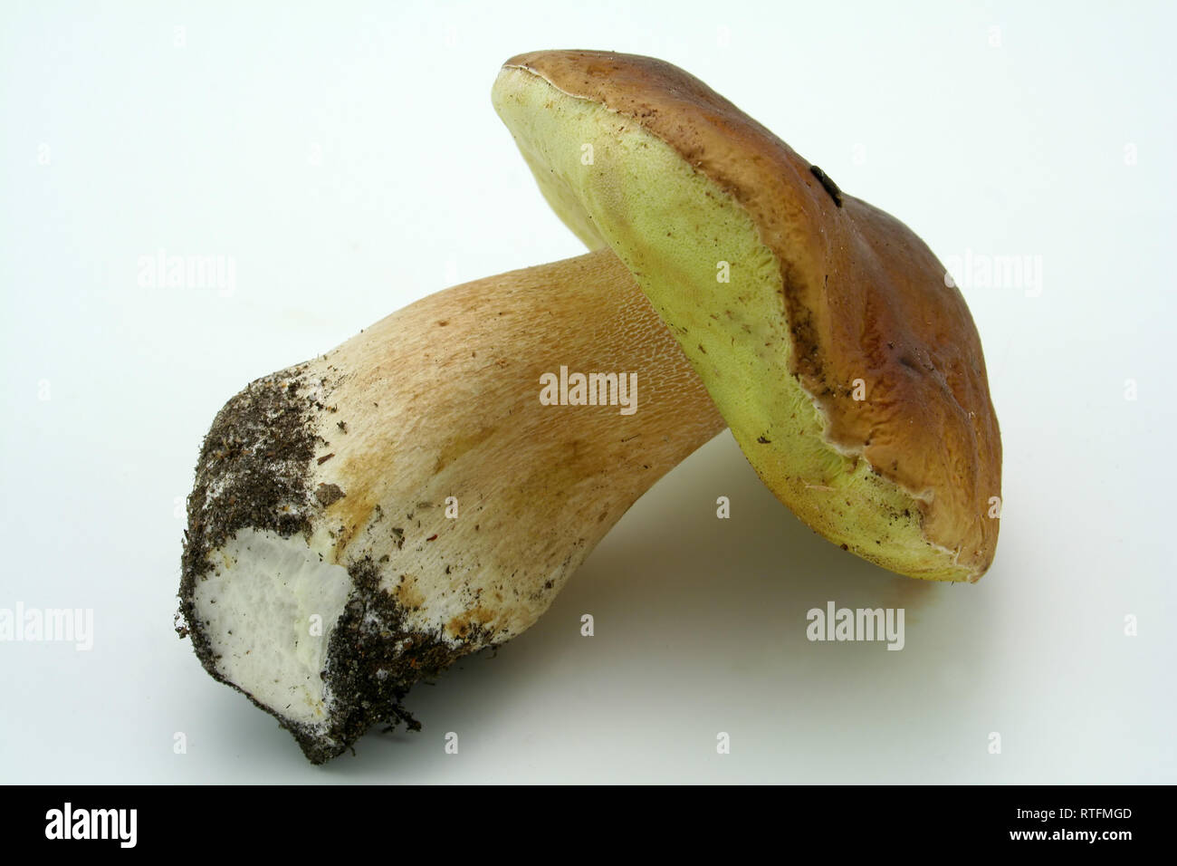 Pilz isoliert auf weißem Hintergrund Stockfoto