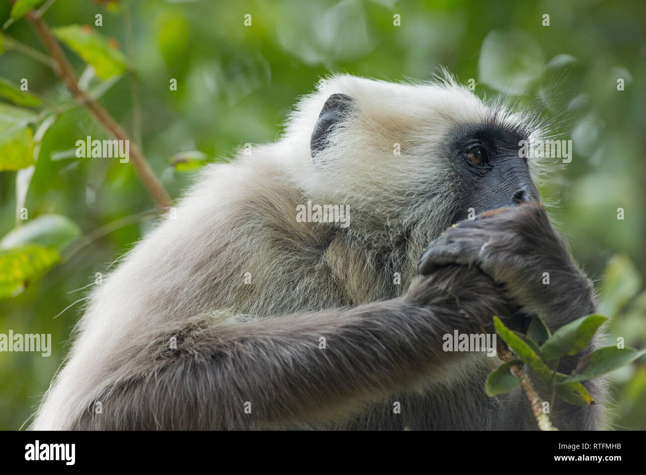 Hanuman oder Grau oder Grau, Gemeinsame oder Entellus Langur (Semnopithecus Entellus). Ein erwachsener greifen eine harte Schale Obst in beiden Händen, mit Zähne äußeres Gehäuse zu entfernen. ​ Stockfoto