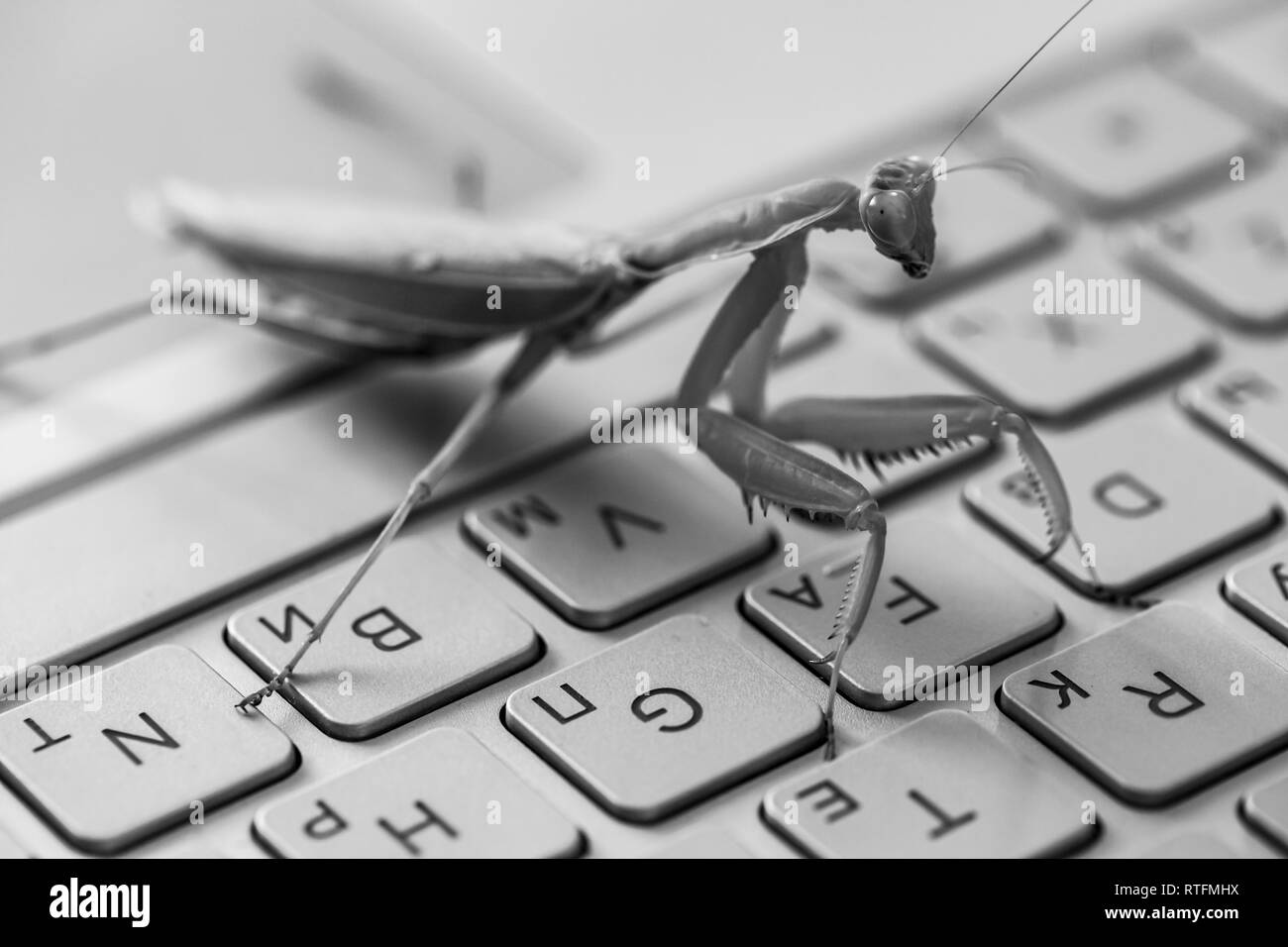 Software bug Metapher, Mantis auf einem Laptop Tastatur ist, Schwarze und Weiße Nahaufnahme mit selektiven Fokus Stockfoto