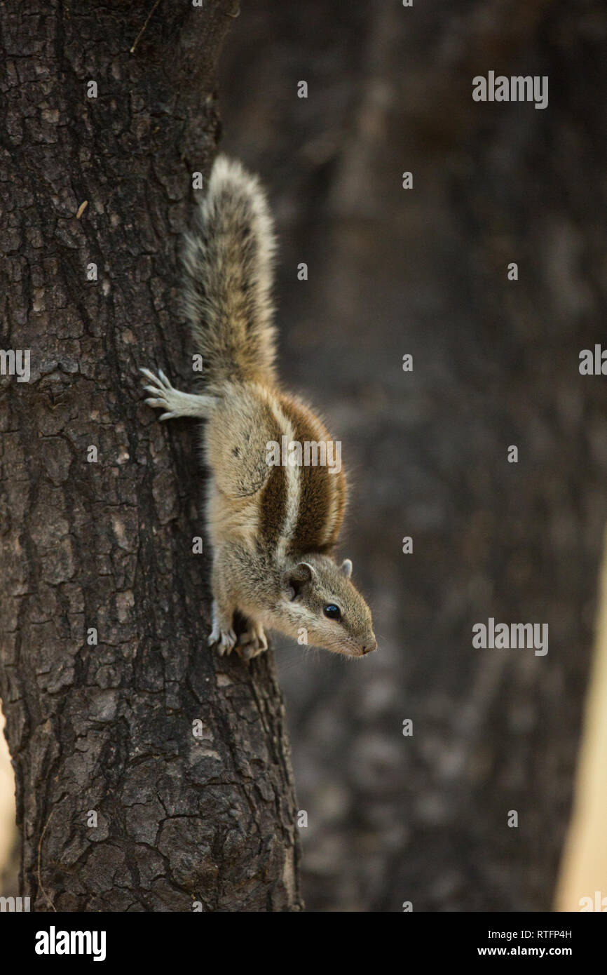 Fünf-gestreiften Palm Squirrel (Funambulus pennantii). Absteigend aus einem Baumstamm. Notieren Sie die Position der hinteren Füße und Ziffern, greifen die Rinde schnelle movement​ zu stabilisieren. Stockfoto