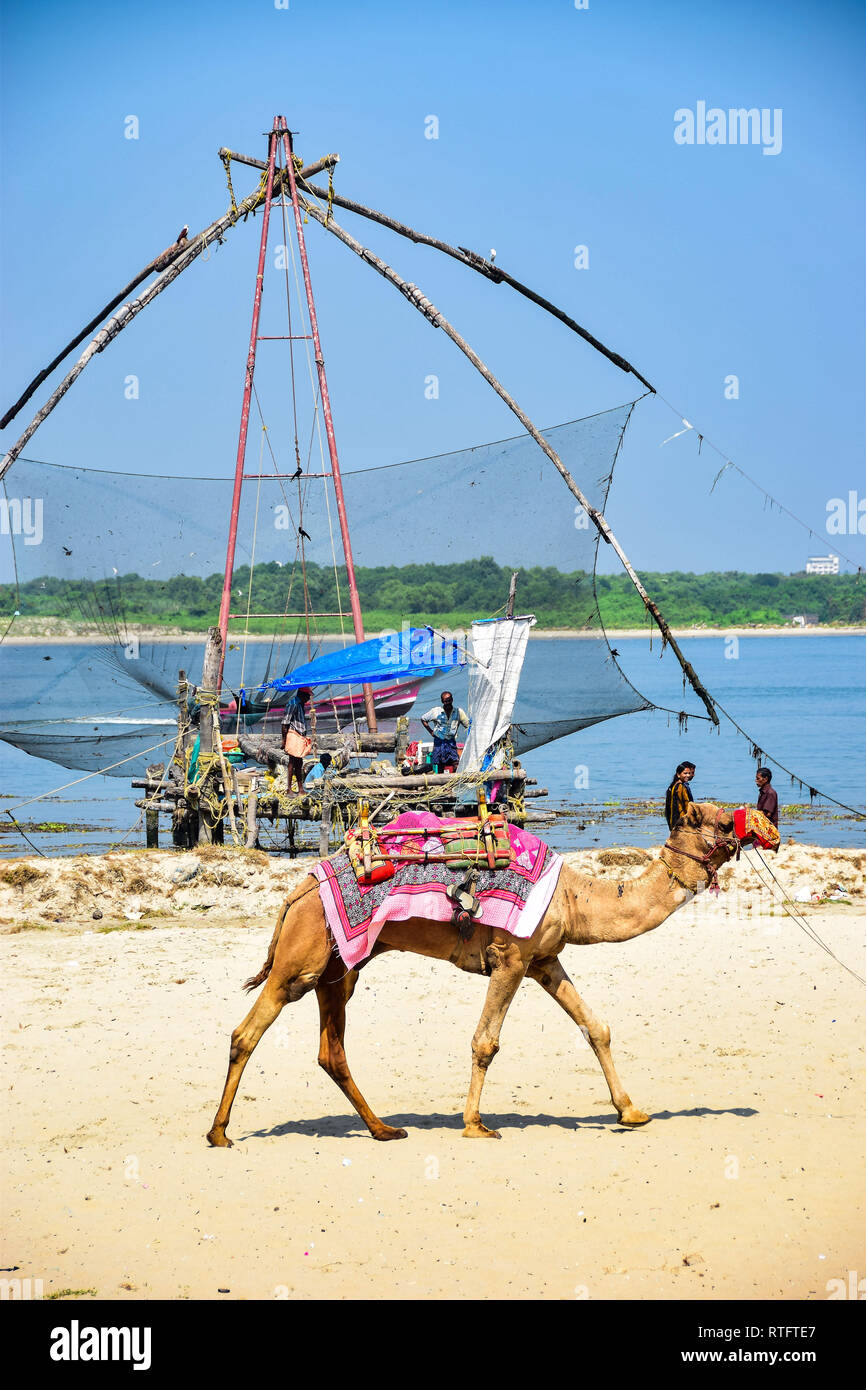 Kamel, Chinesische Fischernetze, Kochi, Cochin, Kerala, Indien Stockfoto
