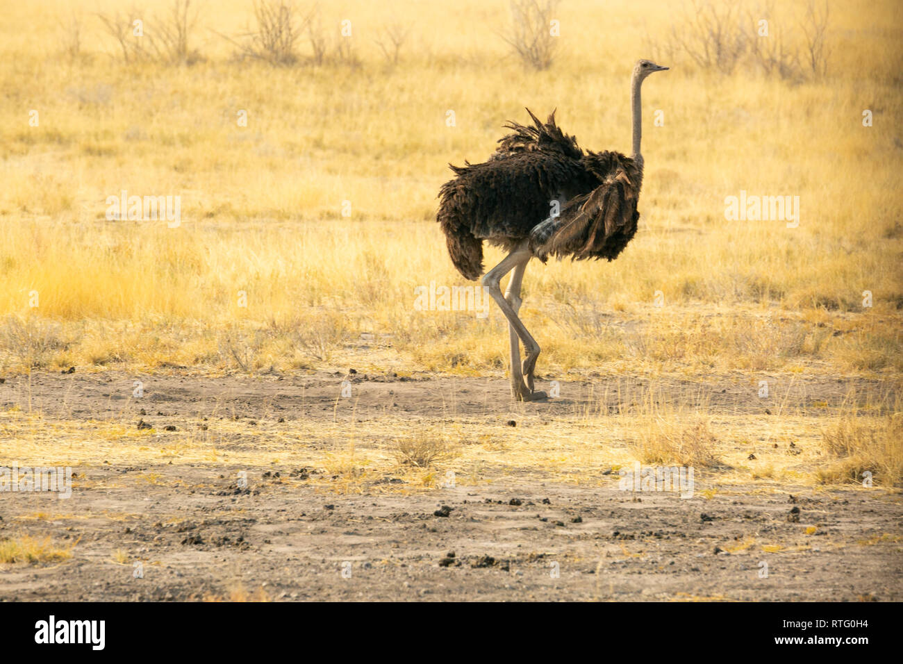 Single Strauß Stehen auf einem Bein Seite Profil Hals, Etosha National Park, Namibia Stockfoto