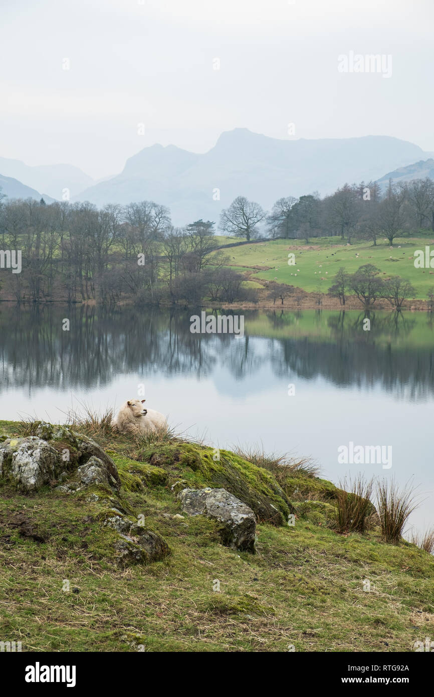 Ein Schaf ruht auf einem grasbewachsenen Hügel oben Loughrigg Tarn mit den Langdale Pikes in der Ferne (Portrait), Lake District, Großbritannien Stockfoto