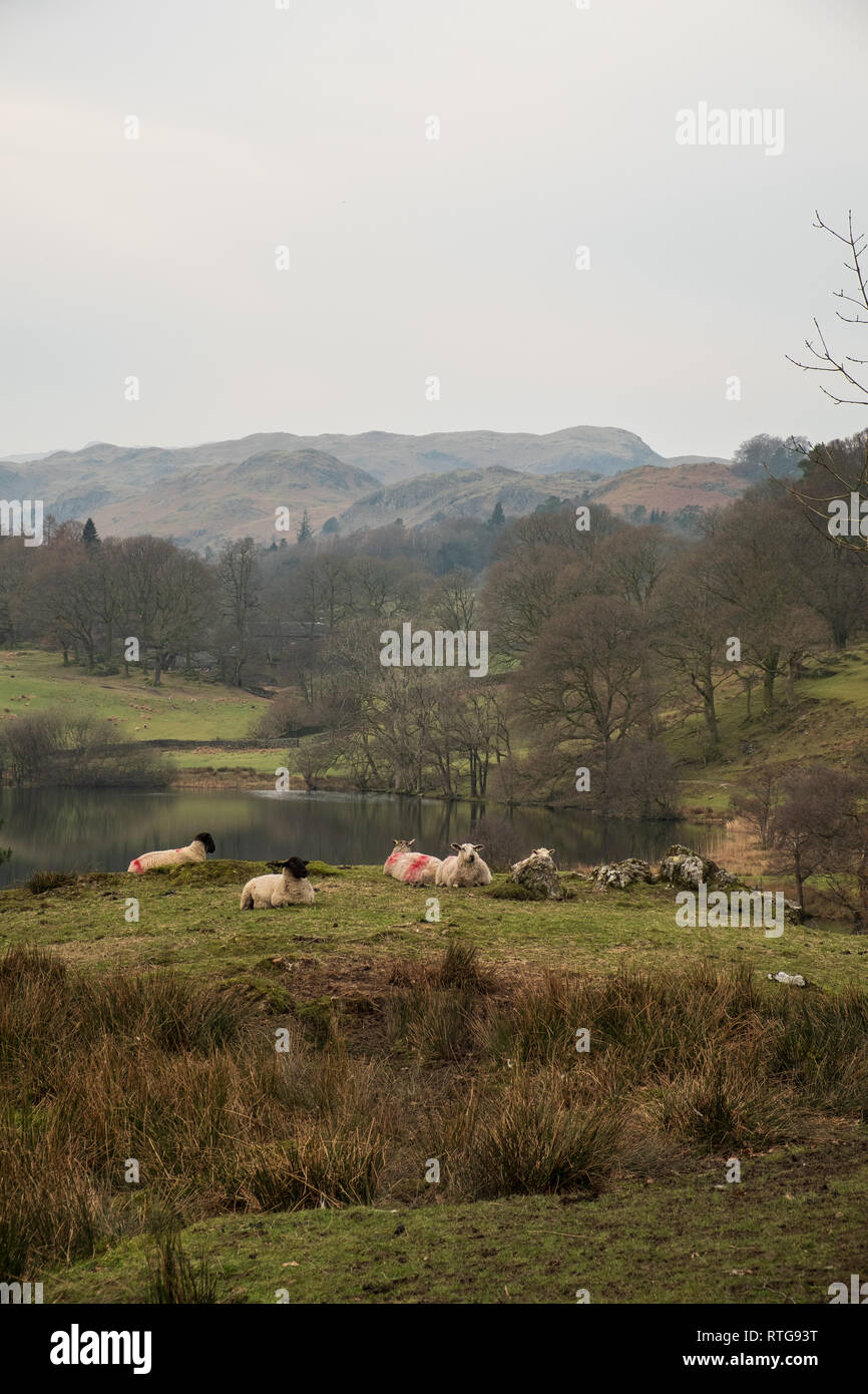 Schafe ruht auf einem grasbewachsenen Hügel oben Loughrigg Tarn, Lake District, Großbritannien Stockfoto