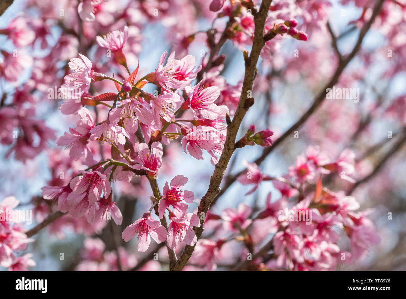 Rosa Sakura Kirschblüte Nahaufnahme Stockfoto