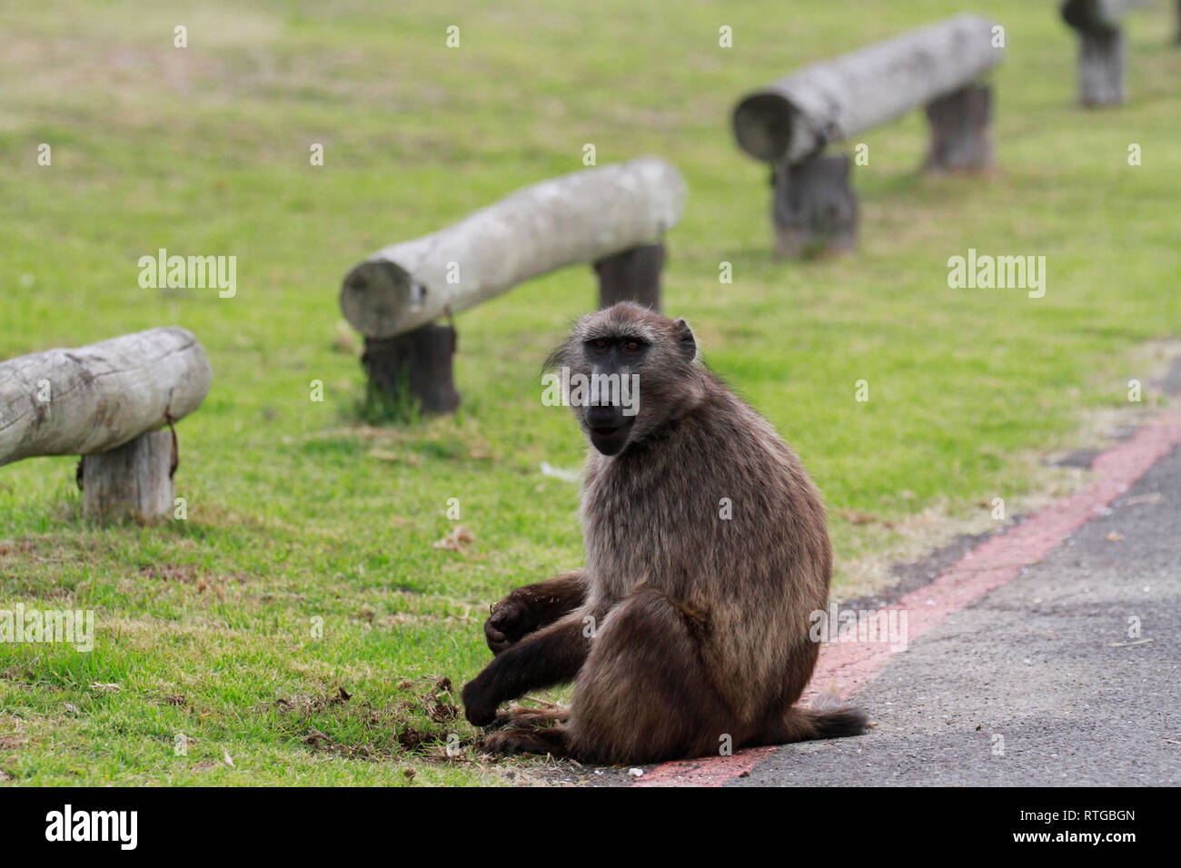 Achacma baboon (Papio ursinus) am Kap der guten Hoffnung Natur finden, Kapstadt, Südafrika. Stockfoto