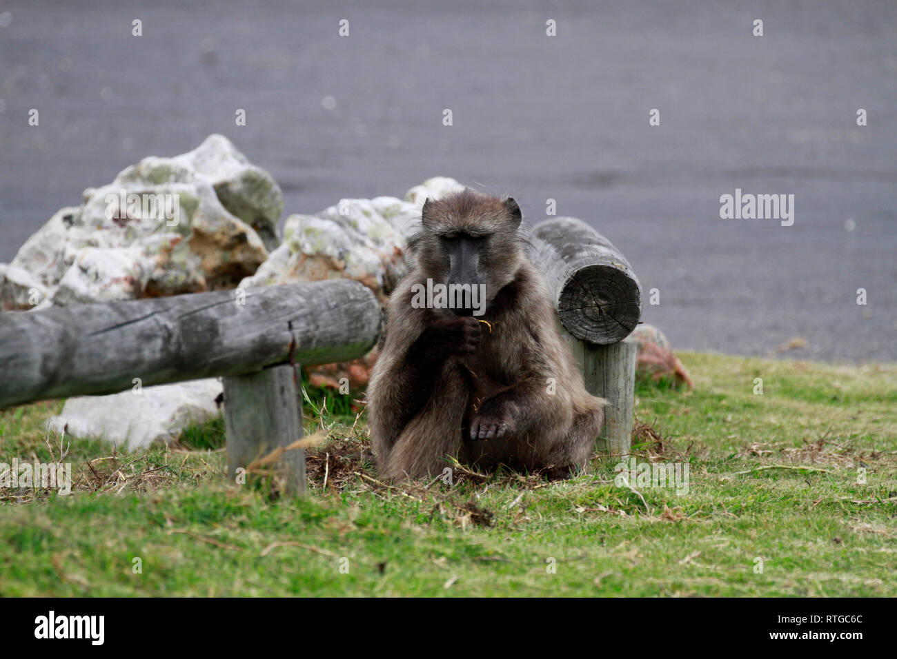 Achacma baboon (Papio ursinus) Essen grass roots in das Kap der guten Hoffnung Natur finden, Kapstadt, Südafrika. Stockfoto