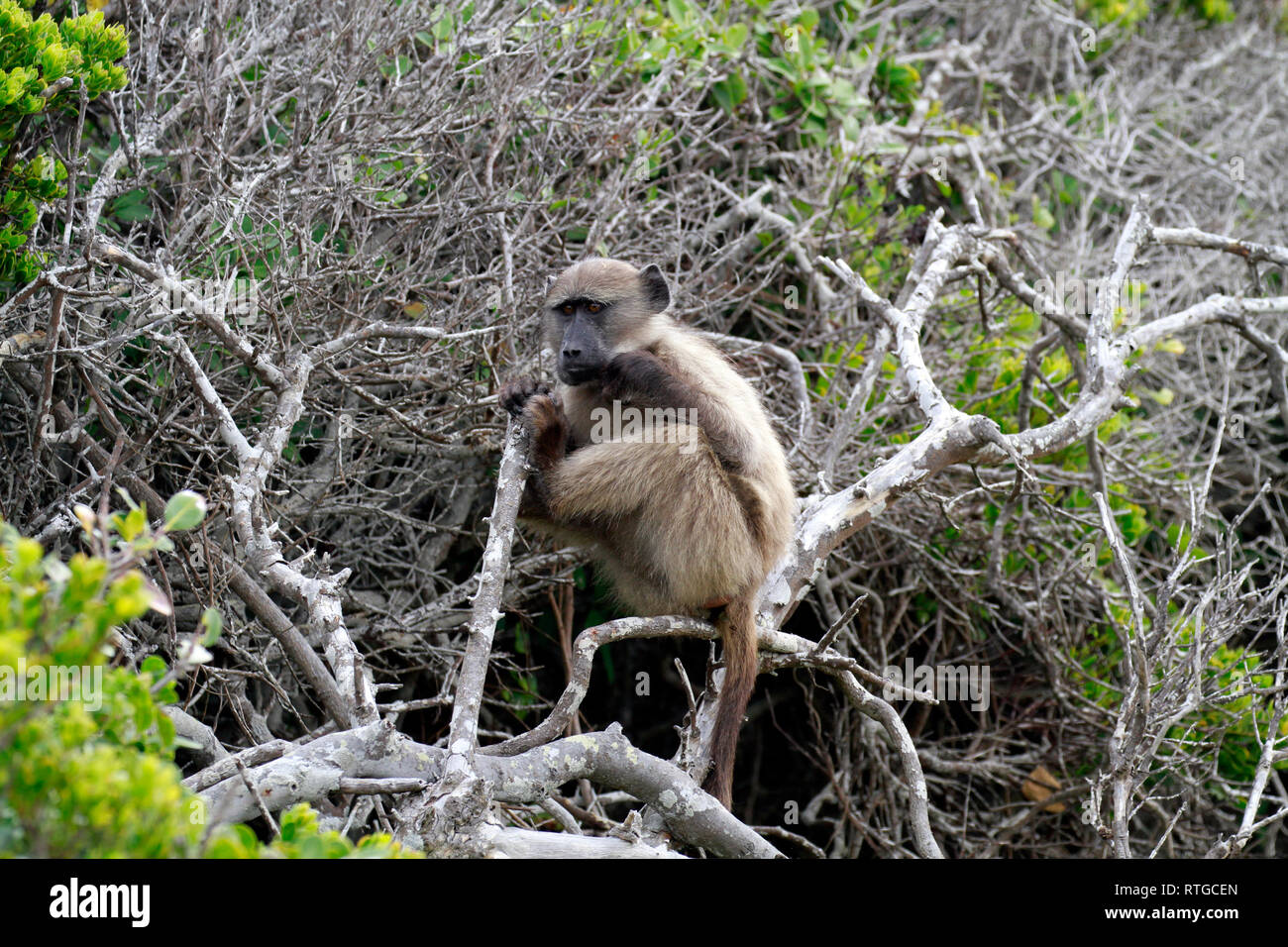 Achacma baboon (Papio ursinus) am Kap der guten Hoffnung Natur finden, Kapstadt, Südafrika. Stockfoto