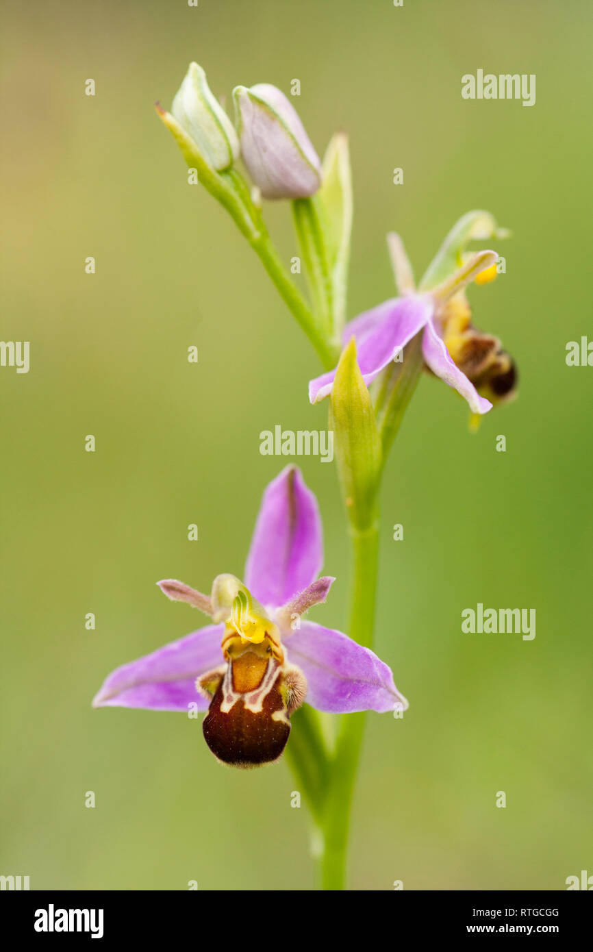 Eine Biene Orchidee, Ophrys apifera, immer von der Seite der Forstwirtschaft durch Heide in Dorset England UK GB Stockfoto