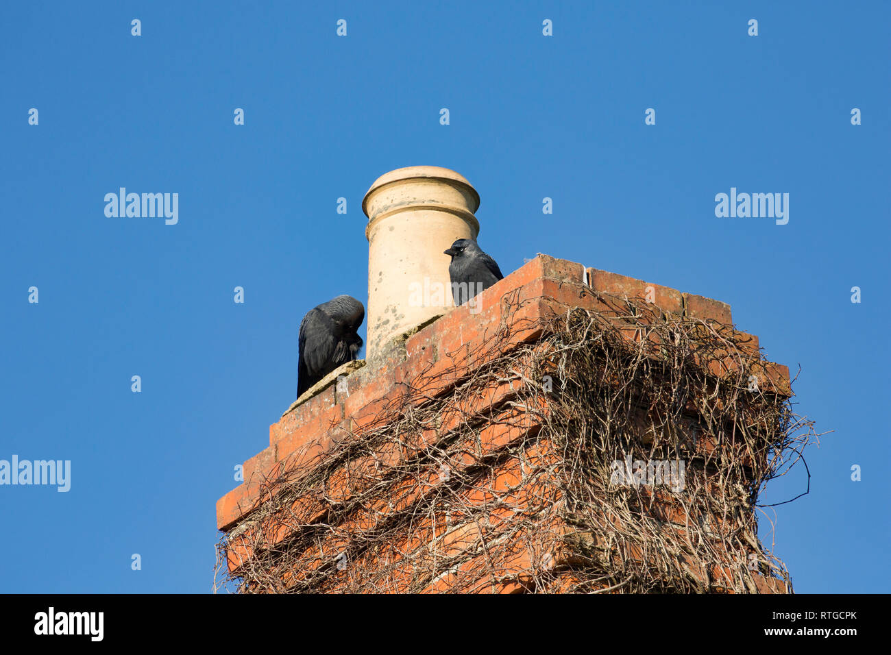 Ein paar Dohlen, Corvus monedula, im Februar auf Schornstein Töpfe. Dohlen können in ländlichen und städtischen Gebieten gefunden werden und manchmal Nest in buildin Stockfoto