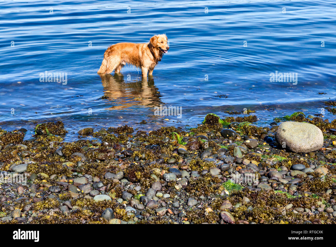 Vilupulli, Chiloe Insel, Los Lagos region, Chile Stockfoto