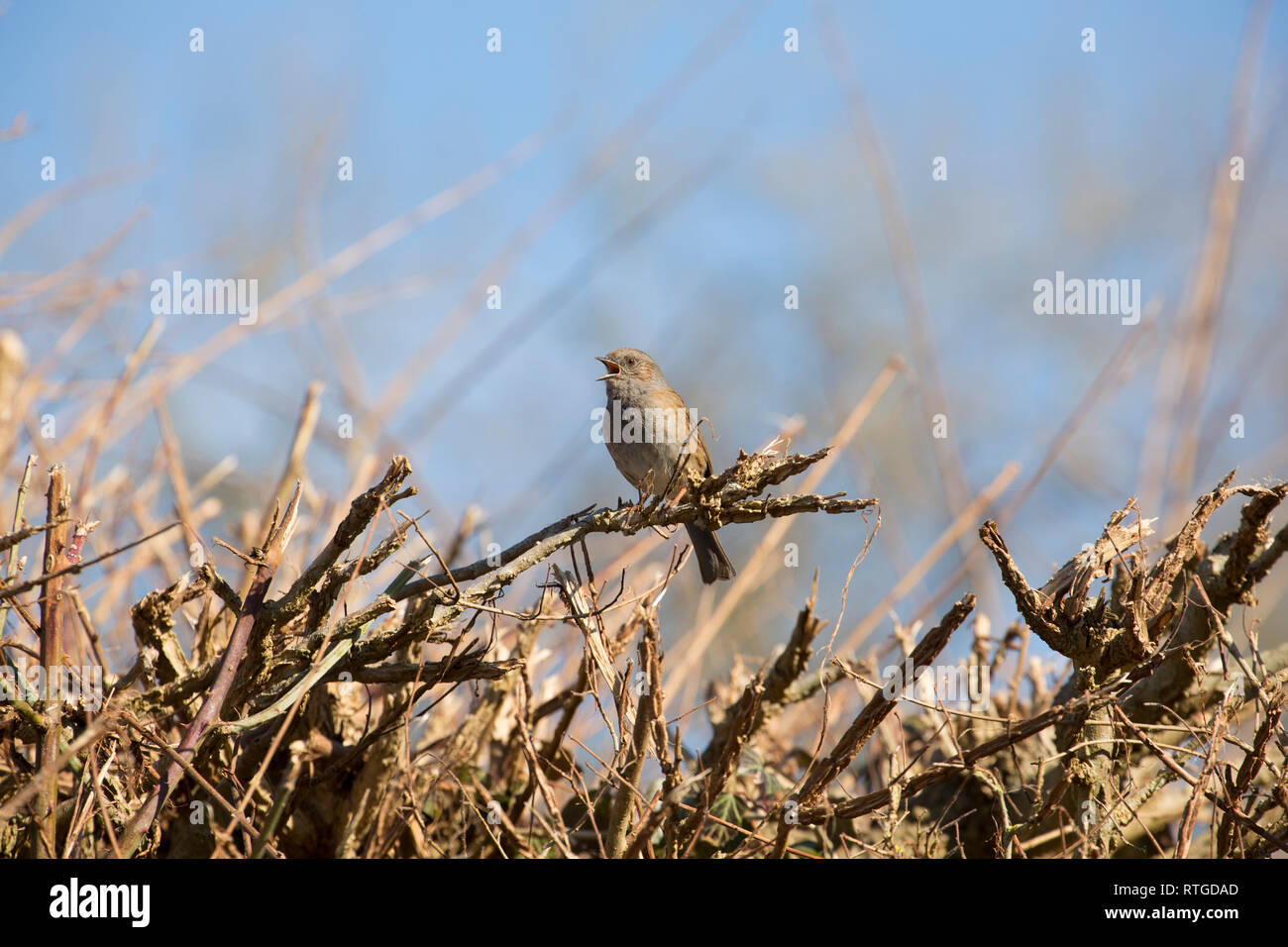Eine Hecke sparrow oder dunnock, Phasianus colchicus, Singen im Februar in einer Hecke in einem Vorort. North Dorset England UK GB Stockfoto