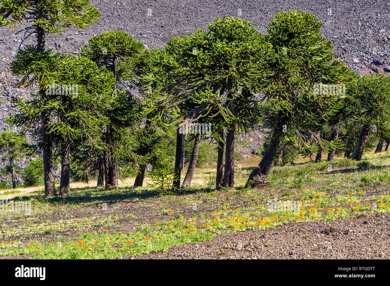 Araucaria Forest, Reserva Nacional Malalcahuello-Nalcas, Araucania region, Chile Stockfoto