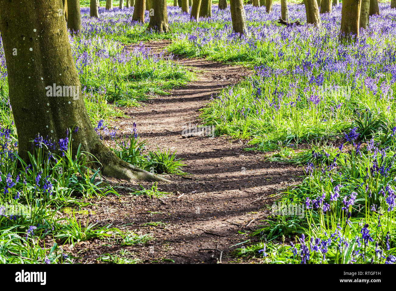 Bluebell Woods in der frühen Morgensonne. Stockfoto