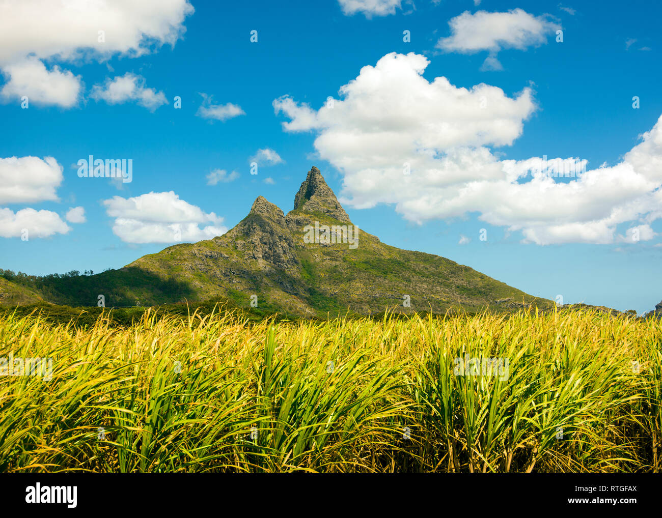 Helle Landschaft von Zuckerrohr Felder in der Nähe der Bergen auf Mauritius Stockfoto