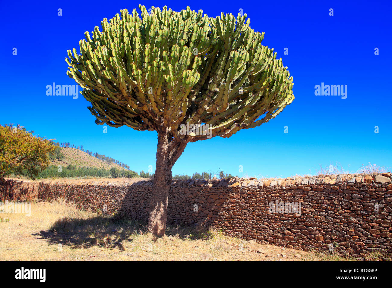Kaktus in der Nähe von Dungur Palast, Axum, Tigray Region, Äthiopien Stockfoto
